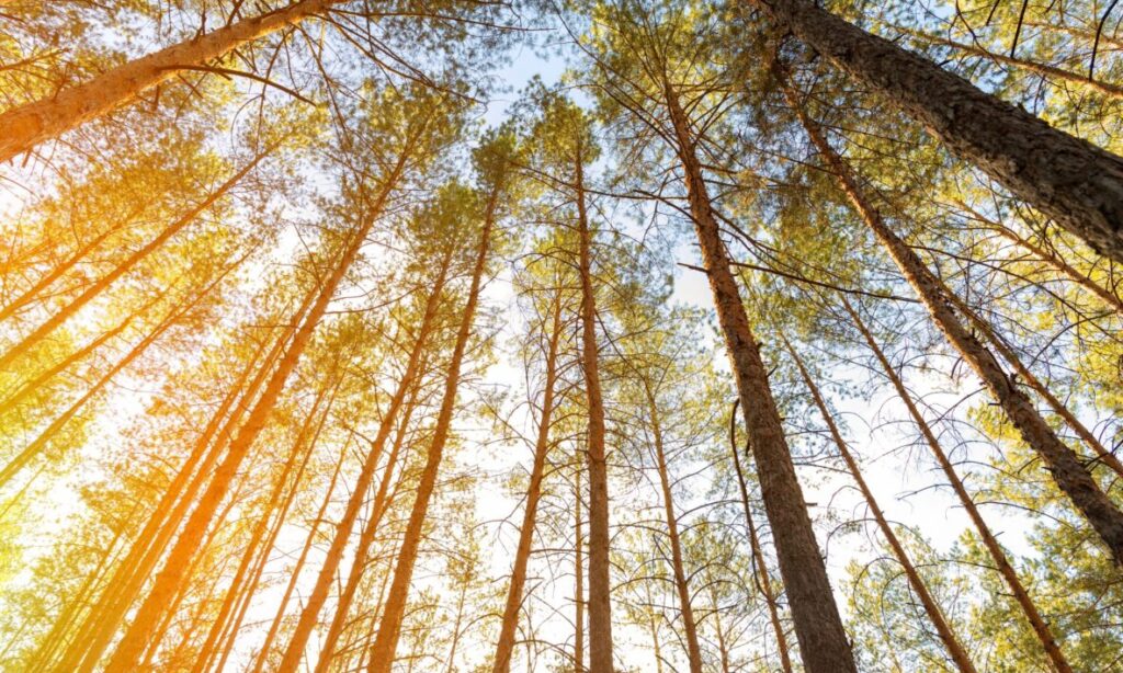 Valgustusraie on metsamajanduse tehnika, mida kasutatakse metsa allkasvu edendamiseks ja tervisliku ökosüsteemi säilitamiseks.